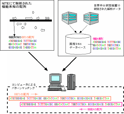図3-2NITEにて解析された機能未知のORF配列と、国際的なDNAデータベースに保存されている世界中の研究機関で研究された解析データとのパターンマッチングによりORFの機能推定を行う。