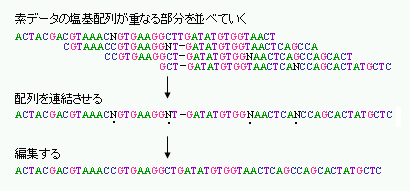 図2-5アッセンブルの操作(素データの塩基配列が重なる部分を並べて塩基配列を連結させ、編集する)