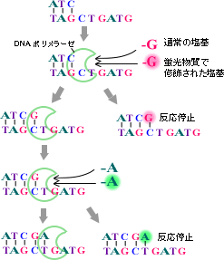 図2-2DNAを蛍光物質で標識する方法