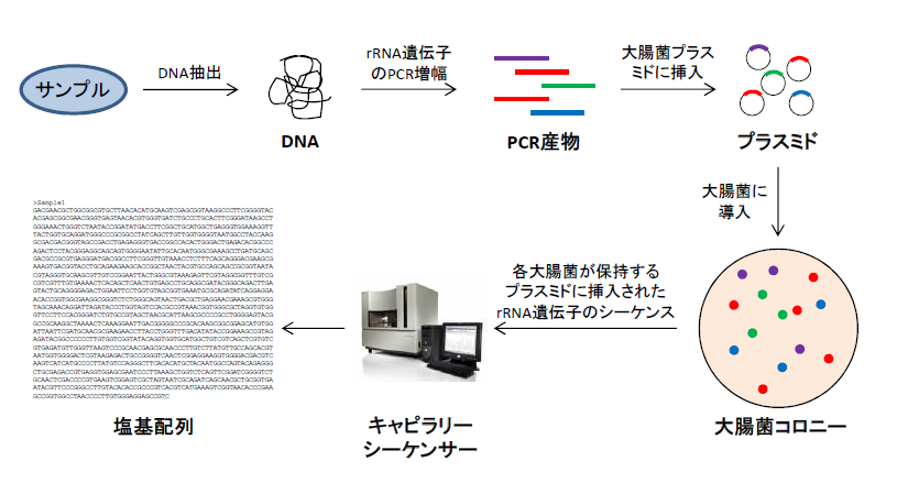 クローンライブラリー解析の仕組み