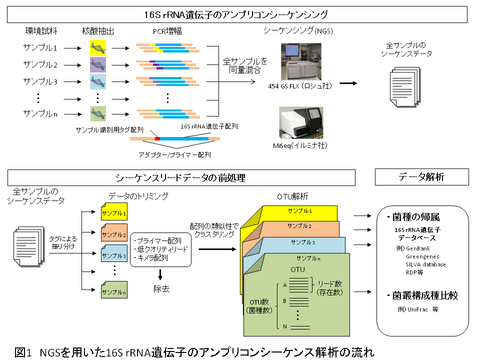 図1 NGSを用いた16S rRNA遺伝子のアンプリコンシーケンス解析の流れ