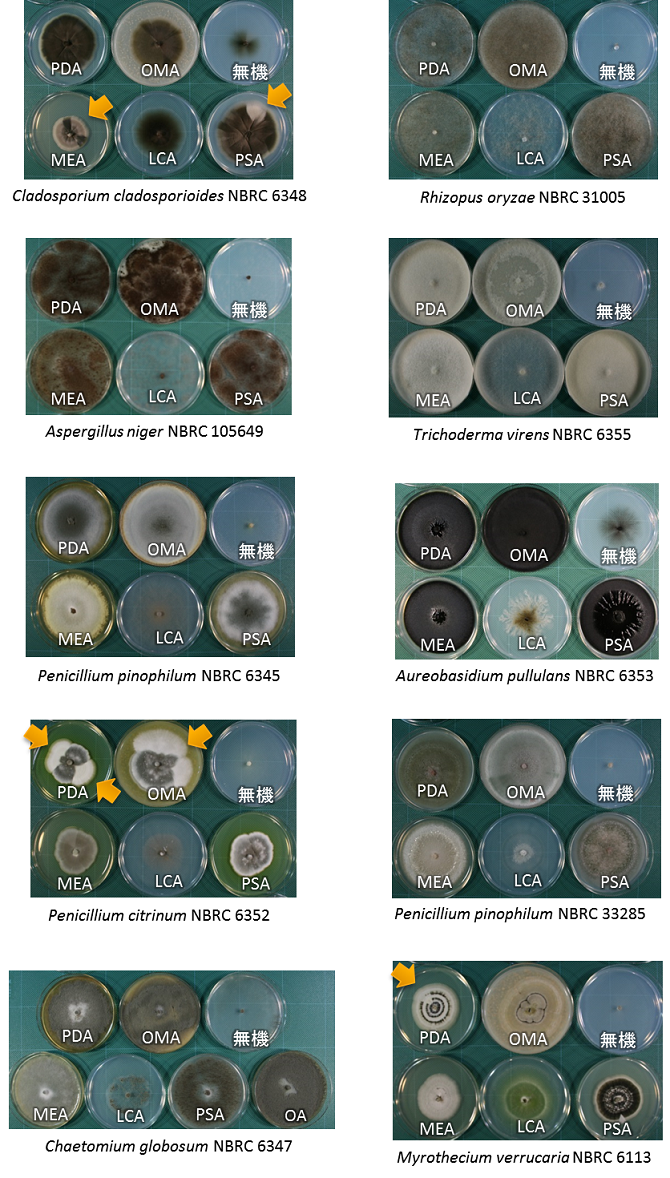 写真1:培養20日目の各培地の様子