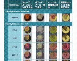 画像:Staphylococcus 属細菌の培養性状