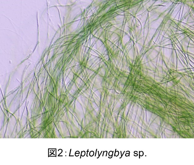画像_Leptolyngbya