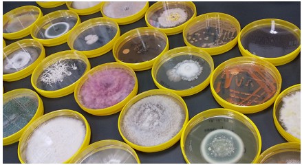 真菌プレート達