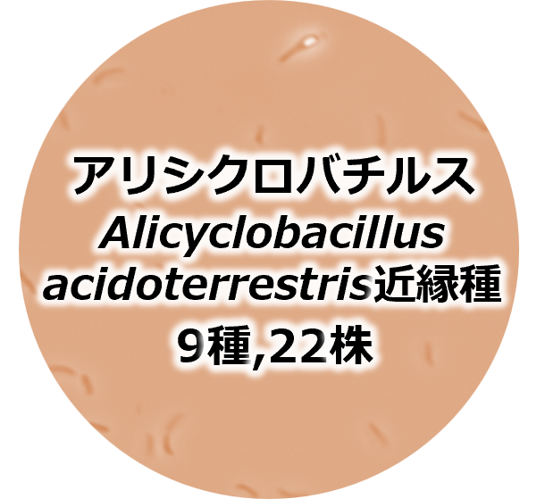 アリシクロバチルスのモデル写真です