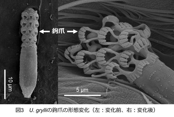 メルマガ96号_記事2_画像3r2